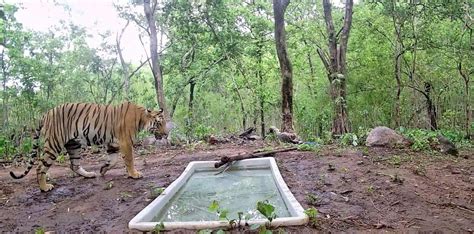 Ratanmahal Sanctuary gets permanent tiger presence after decades Forest ...