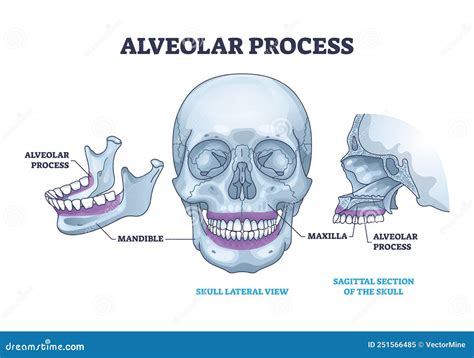 Alveolar Process Of Maxilla And Mandible