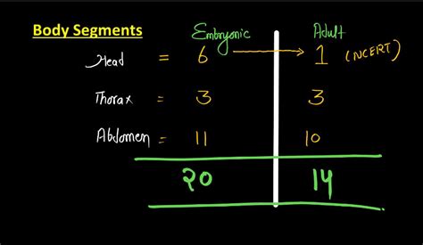 Image result for Cockroach Structure and Function