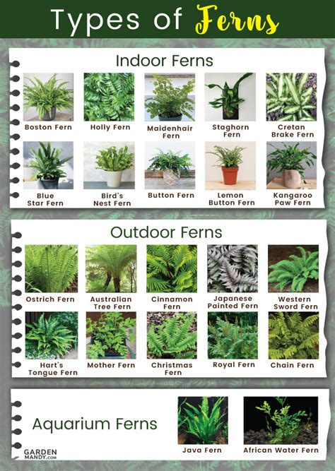 Image result for Fern Types