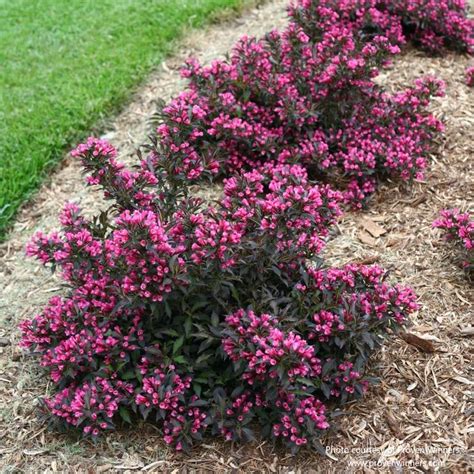 Spilled Wine® Weigela | Low-Growing Weigela - Almanac Planting Co