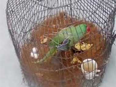 OMG! तीन साल से अकेले पिंजरे में बंद तोते ने दिए तीन अंडे