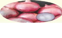 onion – Technology Transfer Unit for the Industry Partners & Agri ...