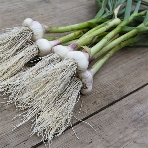 Ajo: propiedades, beneficios y cómo usarlo en la cocina