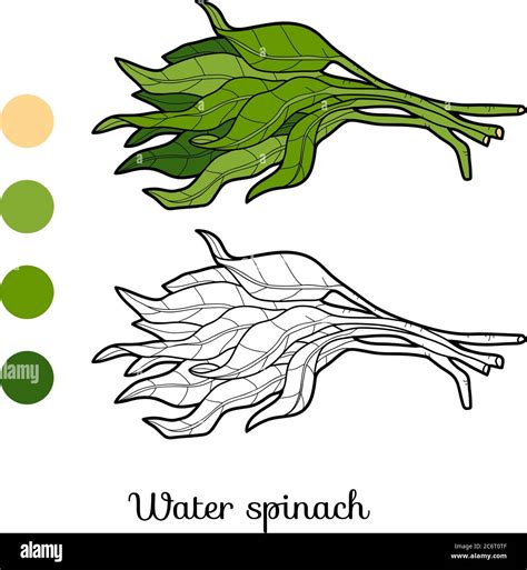 Coloring book for children, plant Water spinach Stock Vector Image ...