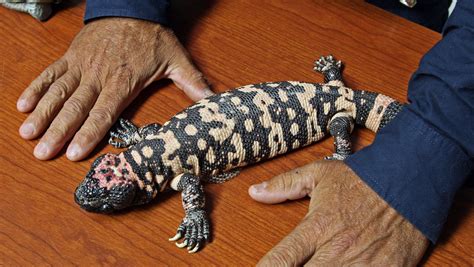 Gila Monster Vs Mexican Beaded Lizard