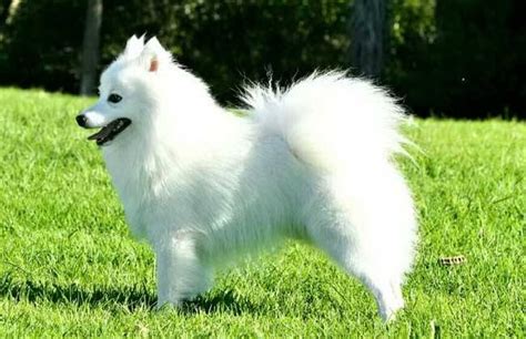 银狐犬和萨摩耶哪个贵？银狐犬和萨摩耶的区别|狗狗品种-波奇网百科大全