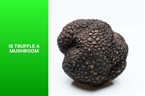 Is Truffle A Mushroom?