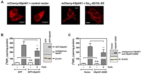 Dissecting Gq/11-Mediated Plasma Membrane Translocation of Sphingosine ...