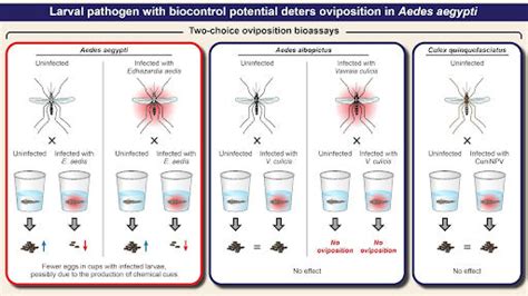 Image result for Elements of a Graphical Abstract