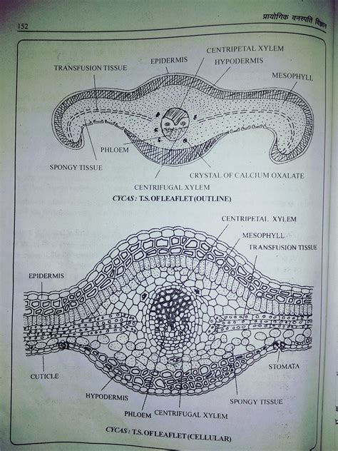 T.S. of Leaflet of Cycas , Diagram | Diagram, Leaflet, Save