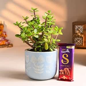 FlowerAura Air Purifying Live Good Luck Jade Indoor Plant In Blue ...