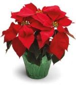 Il mio giardino - Le piante che puliscono l'aria di casa - Sotto le querce