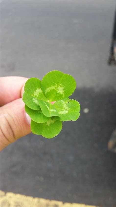 The magnificent six leaf clover! : r/pics