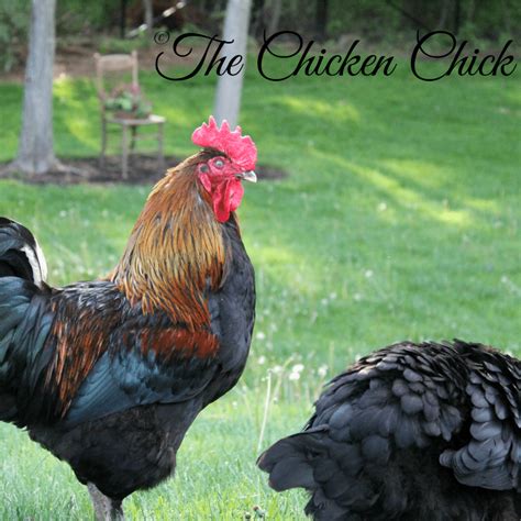 Chicken Mating: How Does That Work? | The Chicken Chick®