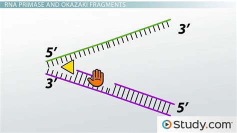 Conservative DNA Replication 的图像结果