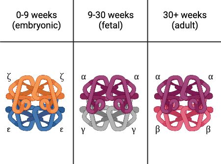 Image result for Normal Hemoglobin Structure