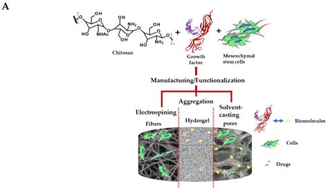 Chitosan-Based Scaffolds for the Treatment of Myocardial Infarction: A ...
