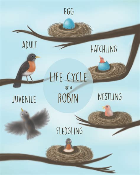 Life Cycles Of A Bird