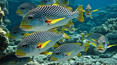 Buy Avikalp Exclusive Awi3238 Zebra Tropical Fish Underwater Sea Life ...