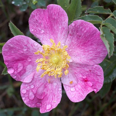 Iowa State Flower Name New Name For A New Future