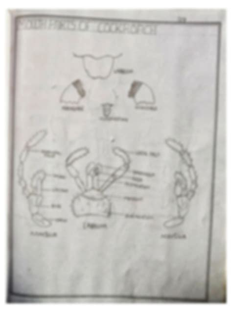 Image result for Dissection of Cockroach