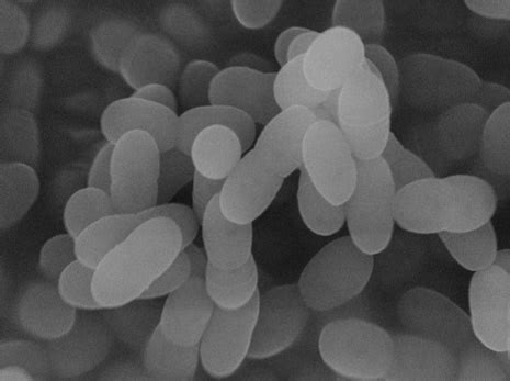 キリンの独自素材「プラズマ乳酸菌」を配合した免疫機能の機能性表示食品ラインアップを2.2倍に拡大 | 2022年 | KIRIN - キリン ...