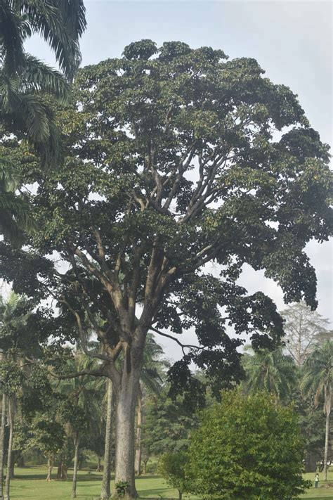 Iroko tree - Forest Center