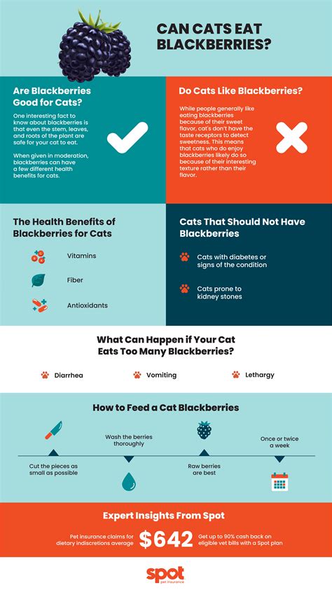 Can Cats Eat Blackberries? Read for More Details | Spot Pet Insurance