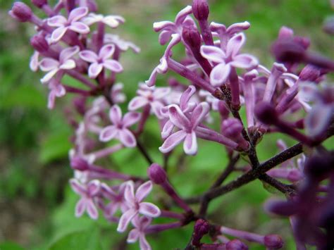How to Grow and Care for Bloomerang® Lilac