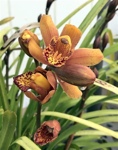 Cymbidium Orchids Care | Orchid Flowers