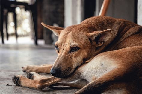 Why Do Dogs Cry Tears: 6 Unexpected Reasons Behind Dog Crying