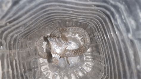 Sanke Cobra: कोटा में जज के पलंग पर बैठा कोबरा, रोज रिहायशी इलाकों में ...