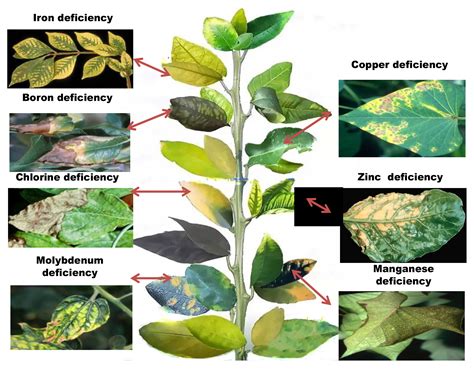 Zinc Deficiency In Plants - symptoms of zinc deficiency in plants