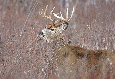 Deer Hunting in Virginia - Realtree Camo