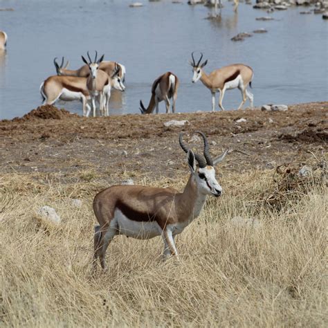 Africa's Most Common Antelope | Sports Afield