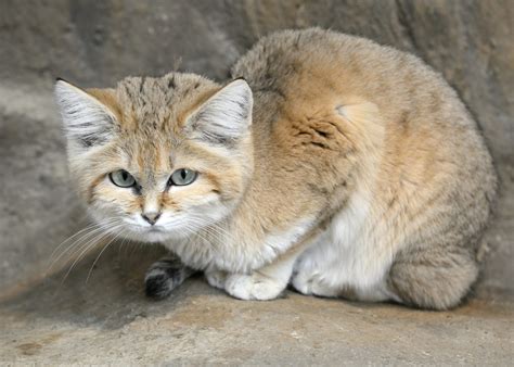 Big Cat 411: All About The Sand Cat