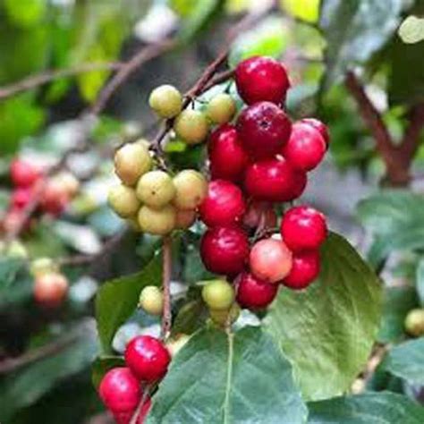 Trothic Gardens Fruit Plant Flacourtia Jangomas Ololikka Or Loobikka Or ...