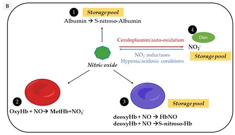 Biological Assessment of the NO-Dependent Endothelial Function