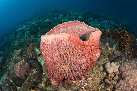 Facts About Sponges (Porifera)