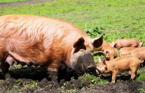 Tamworth Pigs: Exploring Their Traits, Growth Rate, Meat Value, and ...