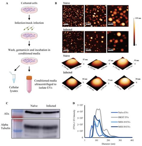 Proteolytic Vesicles Derived from Salmonella enterica Serovar ...