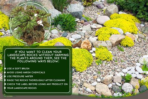 How to Clean Garden Rocks 的图像结果