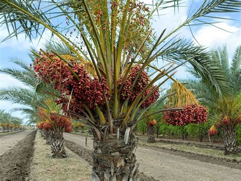 Farmer from Buri village of Manavadar cultivates Kharek of Kutch and ...
