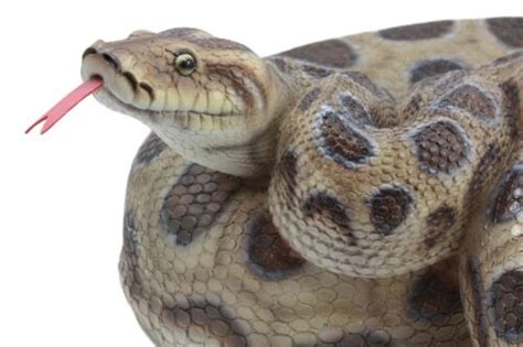 Image result for Realistic Python Figurine