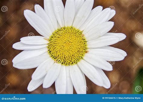 Shasta Daisy flower bloom stock photo. Image of petals - 99166676