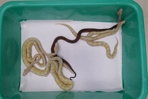 Chennai Customs recovers monkey, pythons, tortoises from Bangkok ...