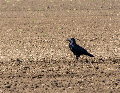 Nach Mesurol-Verbot: Notfallzulassung für Vogelfraßbeize Korit ...