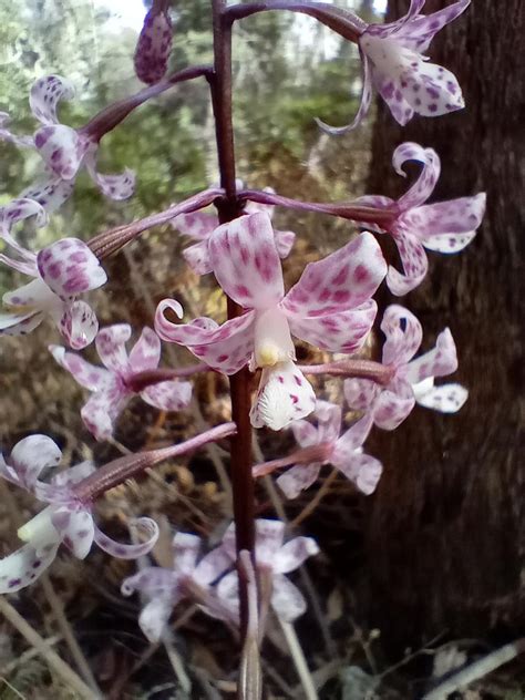 Orchid in the wild...ID? : r/australianplants