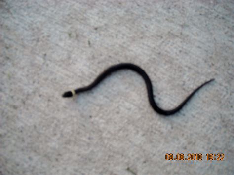 Found in my yard, baby black snake with a yellow strip around it's neck ...